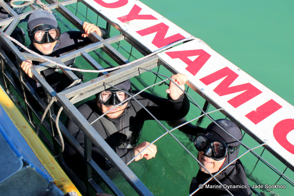Shark cage diving, South Africa